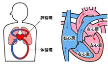 心臓・血管